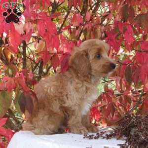 Chester, Cavapoo Puppy